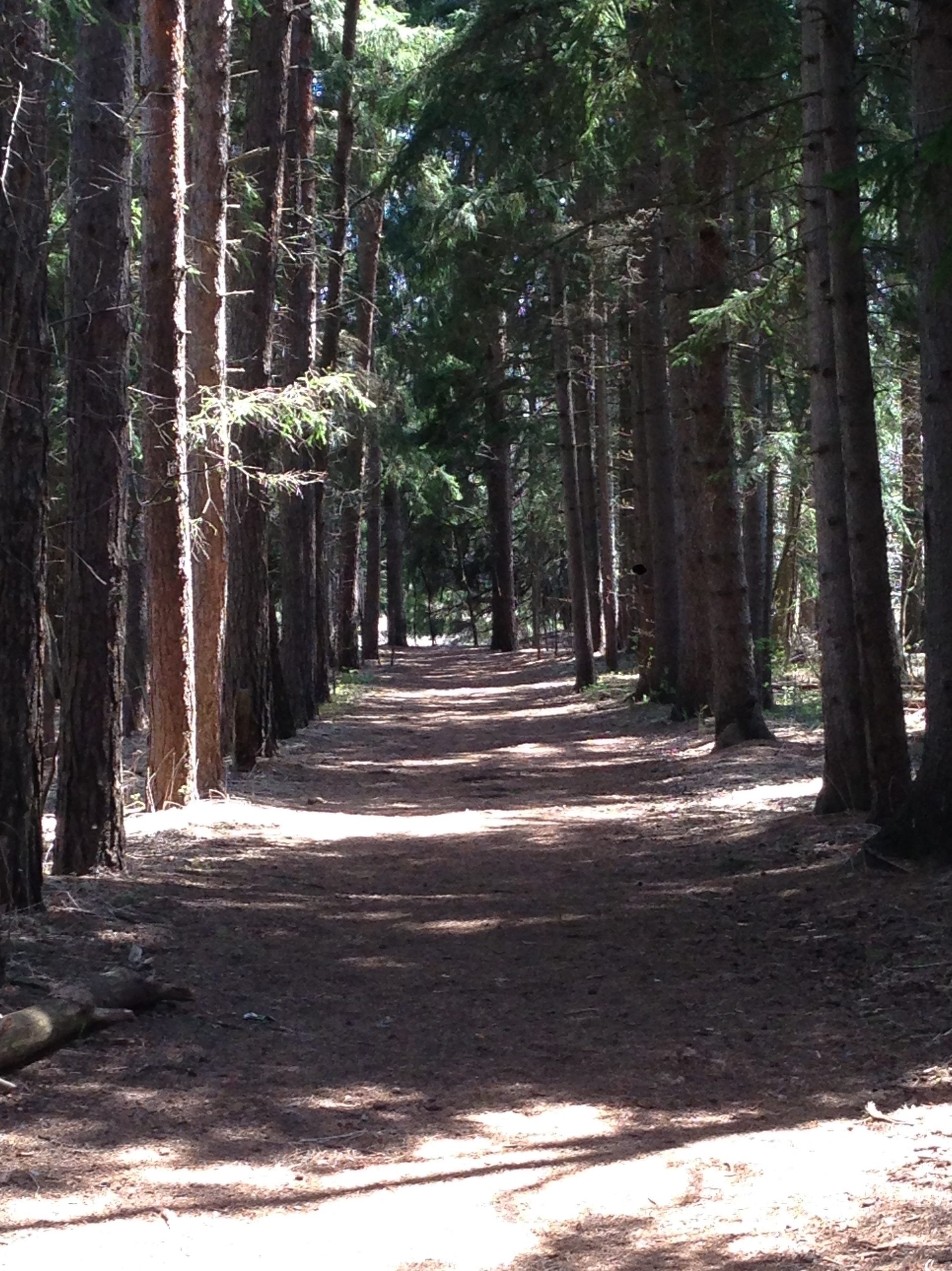 Forest trail in Rouge Park